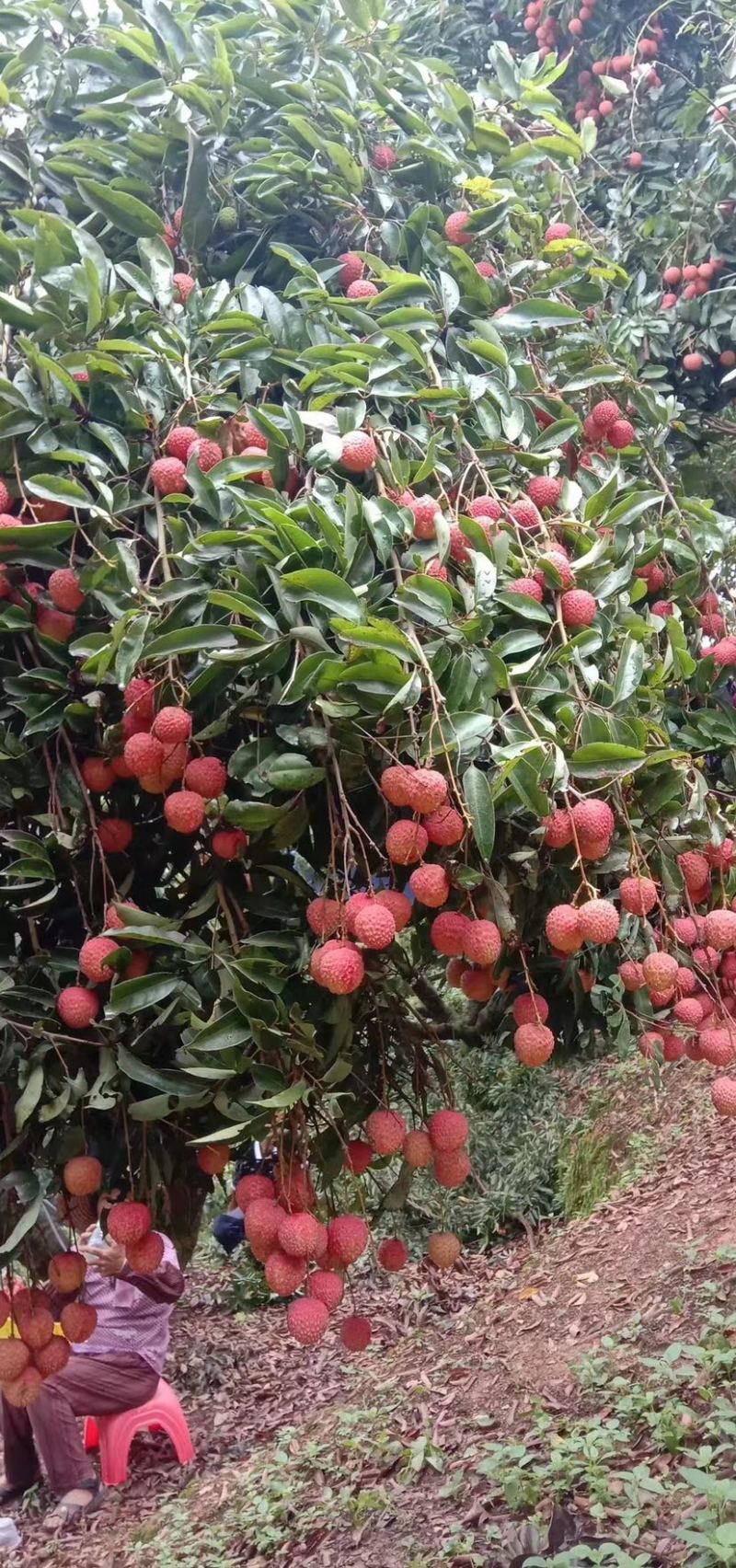 荔枝桂味