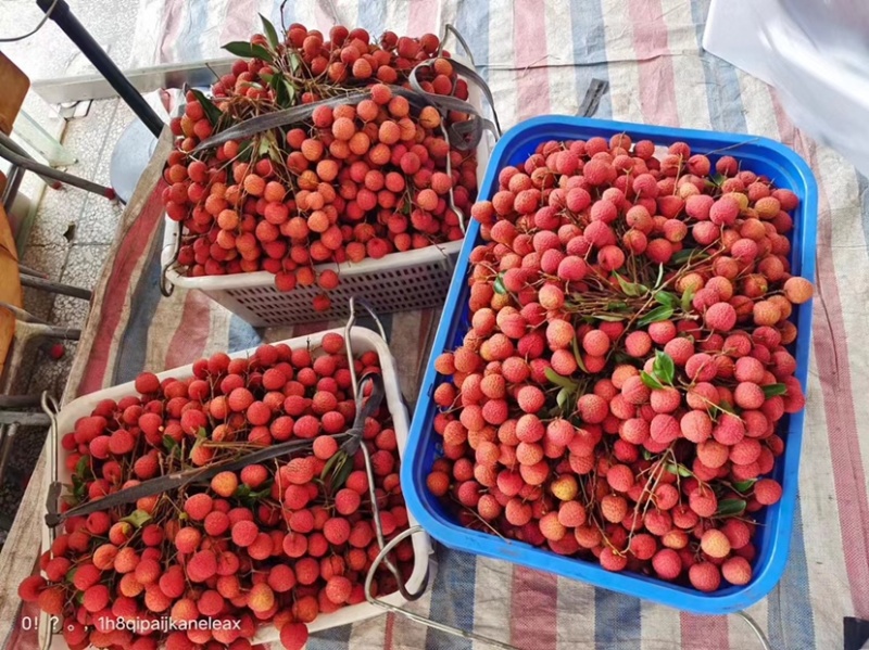 荔枝桂味