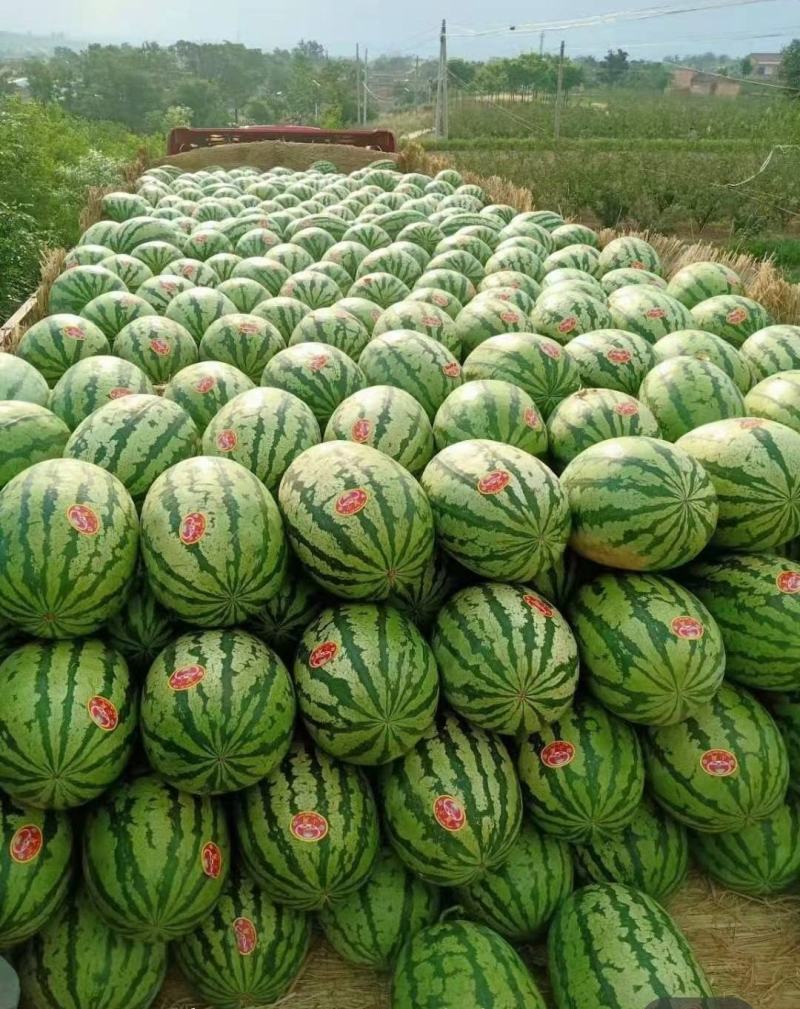 长在石头缝里的西瓜