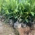 非洲茉莉7斤袋30高到35高大量供应