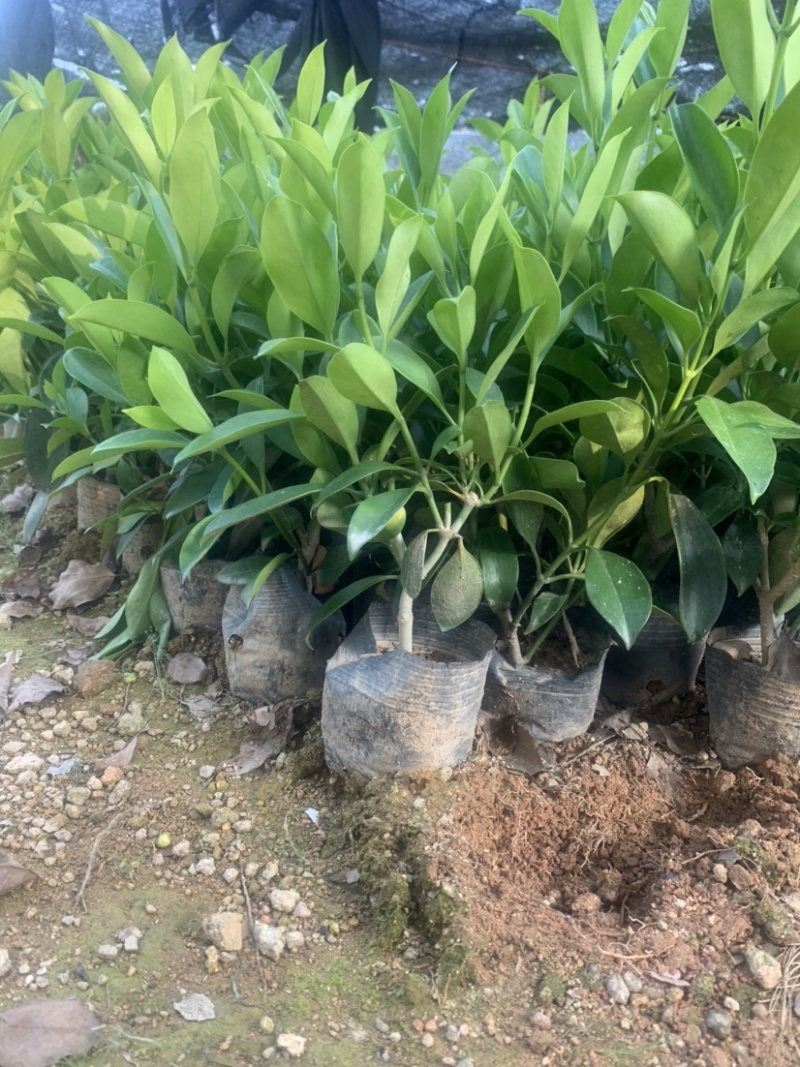 非洲茉莉7斤袋30高到35高大量供应