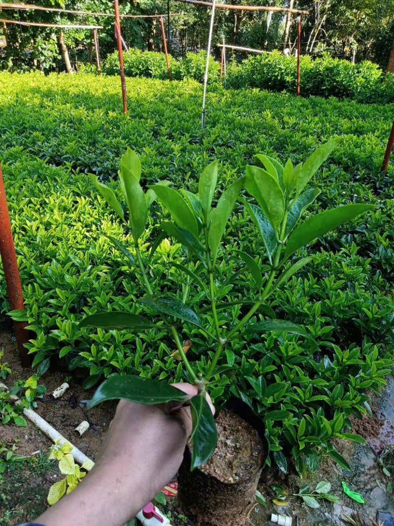 非洲茉莉7斤袋30高到35高大量供应