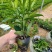 非洲茉莉7斤袋30高到35高大量供应