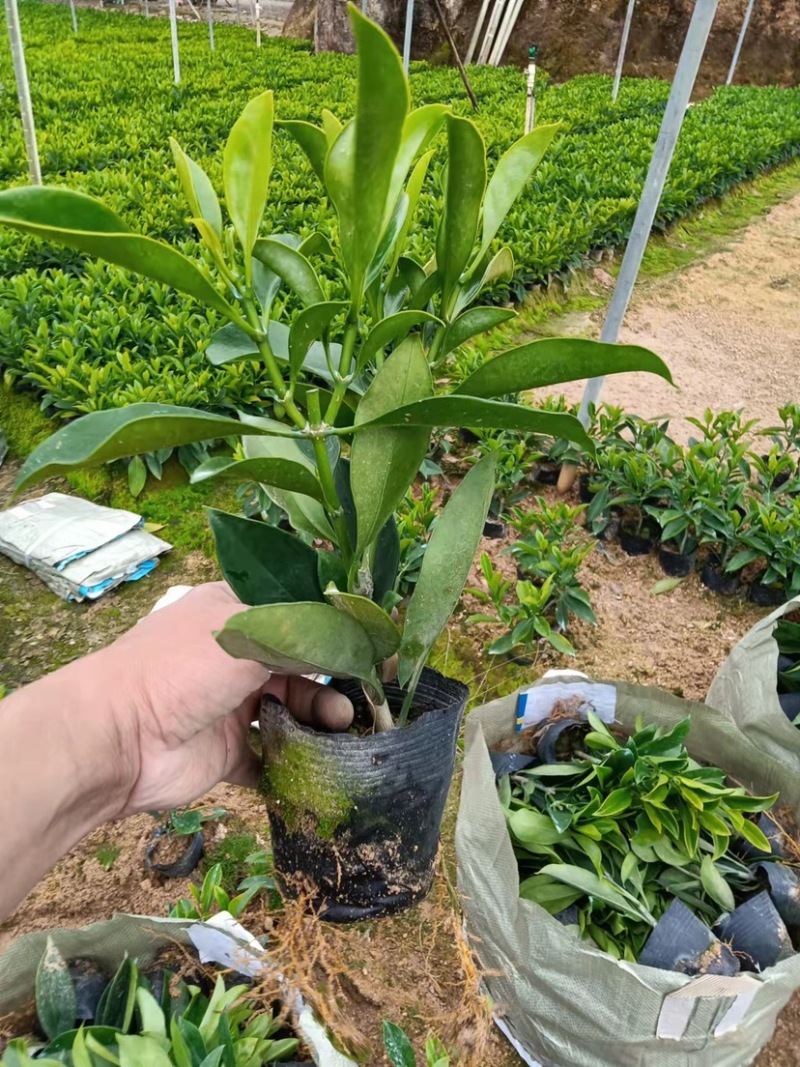 非洲茉莉7斤袋30高到35高大量供应