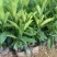 非洲茉莉7斤袋30高到35高大量供应