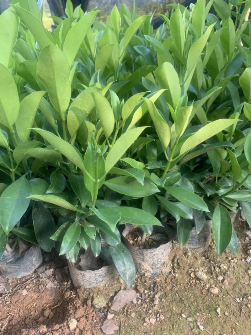 非洲茉莉7斤袋30高到35高大量供应