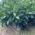 非洲茉莉7斤袋30高到35高大量供应