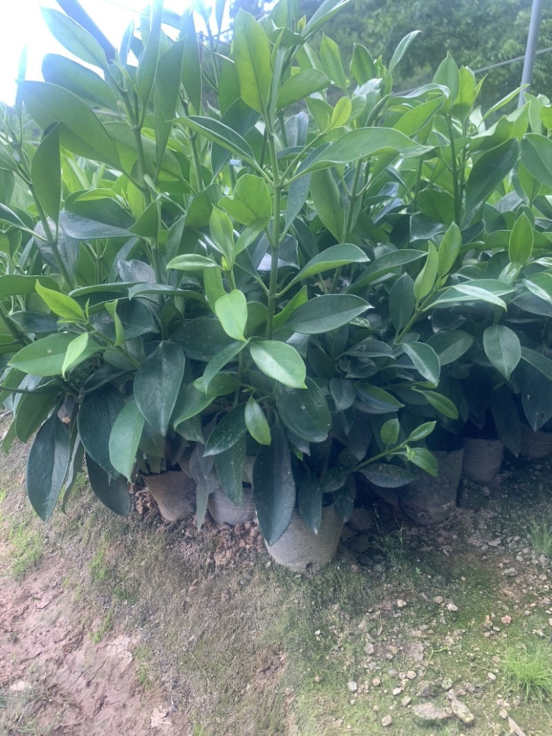 非洲茉莉7斤袋30高到35高大量供应