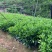 非洲茉莉7斤袋30高到35高大量供应