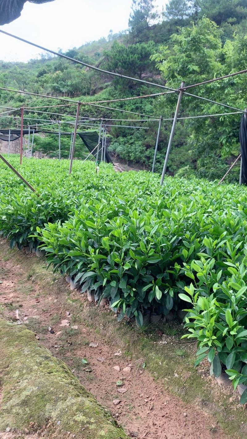 非洲茉莉7斤袋30高到35高大量供应