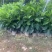 非洲茉莉7斤袋30高到35高大量供应