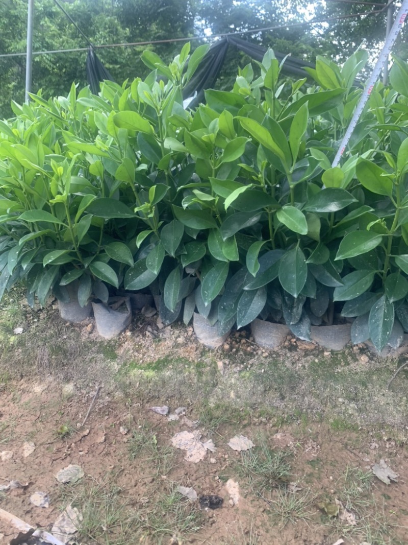 非洲茉莉7斤袋30高到35高大量供应