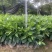 非洲茉莉7斤袋30高到35高大量供应
