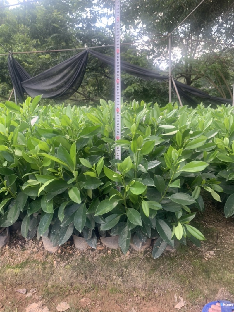 非洲茉莉7斤袋30高到35高大量供应