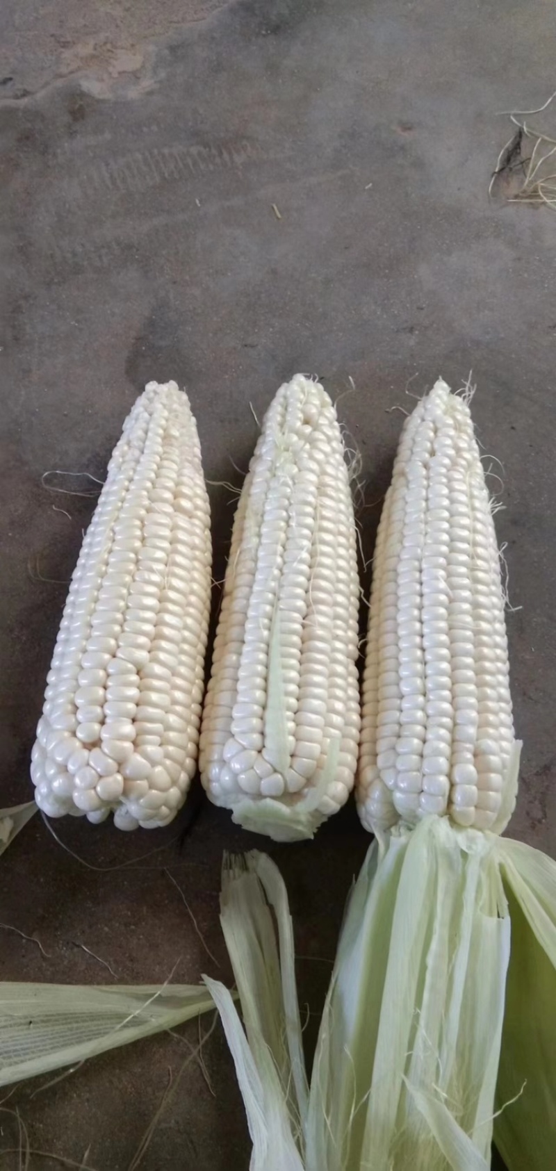 湖北白糯玉米产地直发价格美丽保质保量欢迎咨询选购