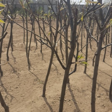 南红梨苗。基地直发，免费提供种植技，保证纯度保证成活率