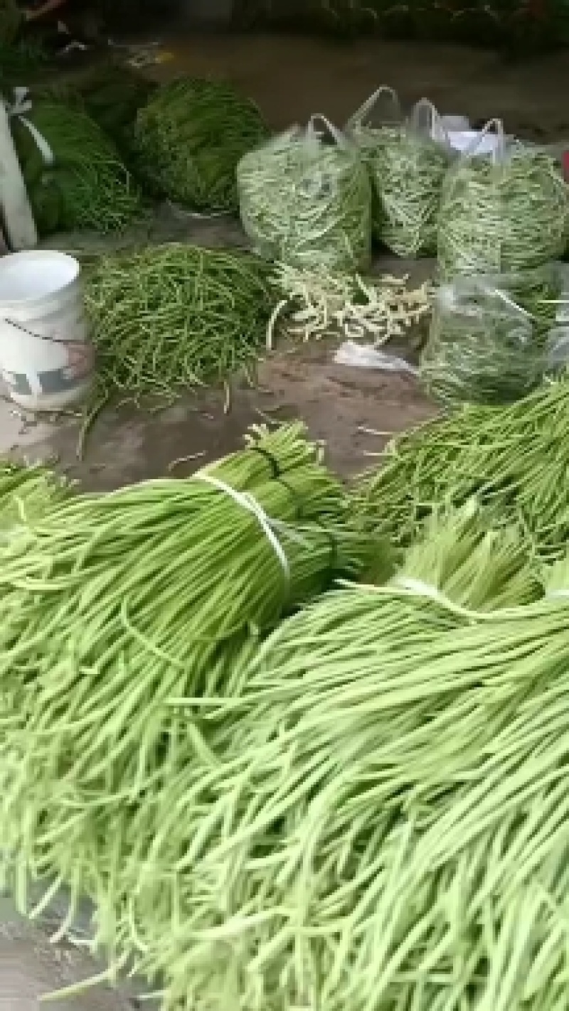陕西洋县精品长豆角长条直色绿无虫眼无老现摘现发对接市场