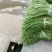 陕西洋县精品长豆角长条直色绿无虫眼无老现摘现发对接市场