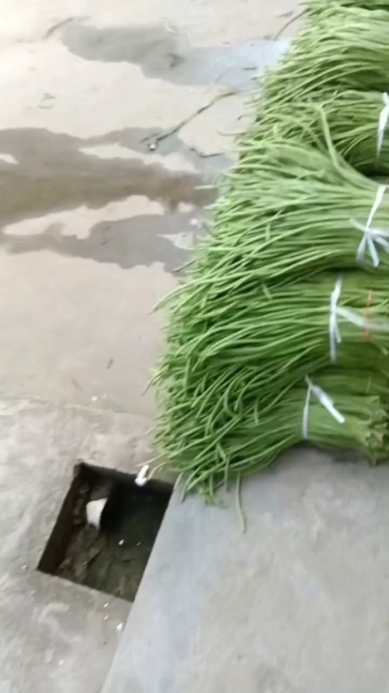 陕西洋县精品长豆角长条直色绿无虫眼无老现摘现发对接市场