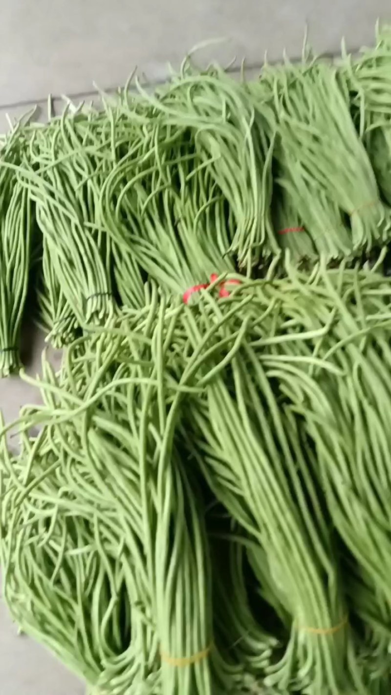 陕西洋县精品长豆角长条直色绿无虫眼无老现摘现发对接市场