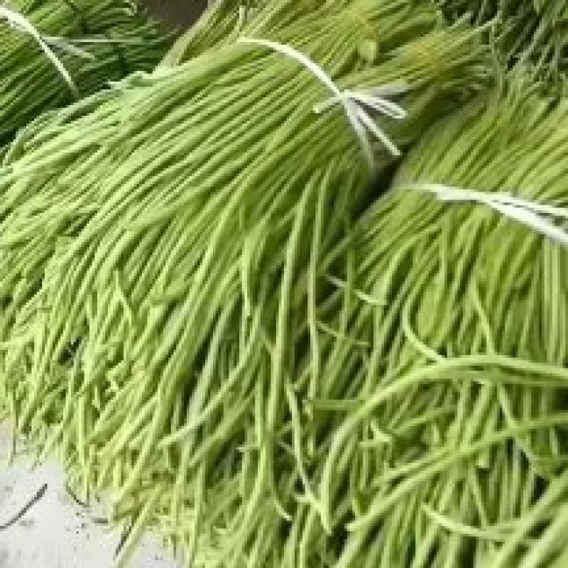 陕西洋县精品长豆角长条直色绿无虫眼无老现摘现发对接市场
