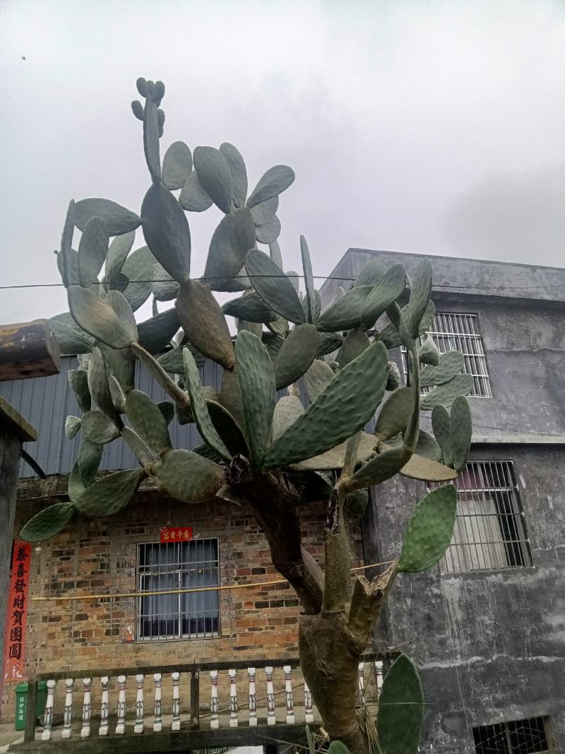 仙人掌乡村下种的鲜货低价出40起售量大包邮