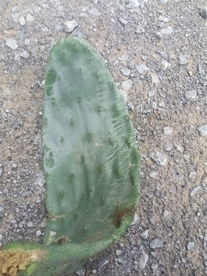 仙人掌乡村下种的鲜货低价出40起售量大包邮