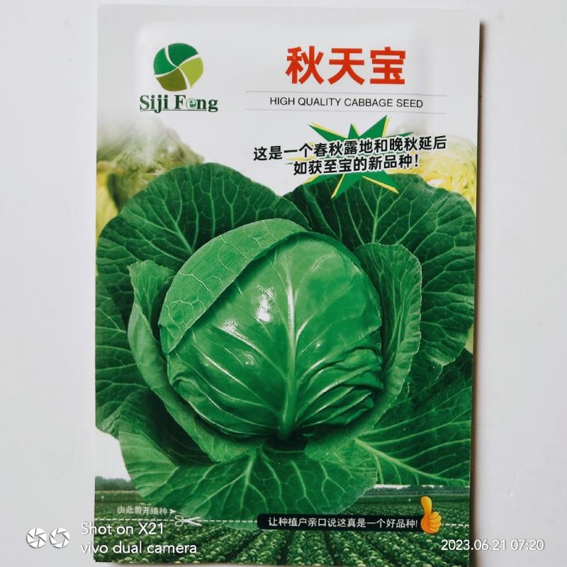 绿霸甘蓝种子基地合作社专用甘蓝种子浓绿抗病甘蓝种子