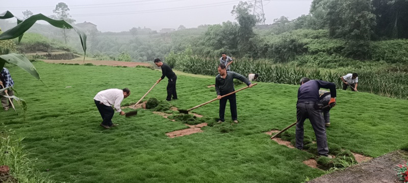 绿化草坪优质草坪草台湾二号。量大价优欢迎来电