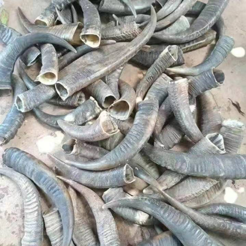 黑水牛角