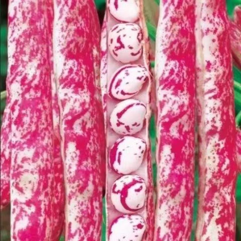 花雀豆