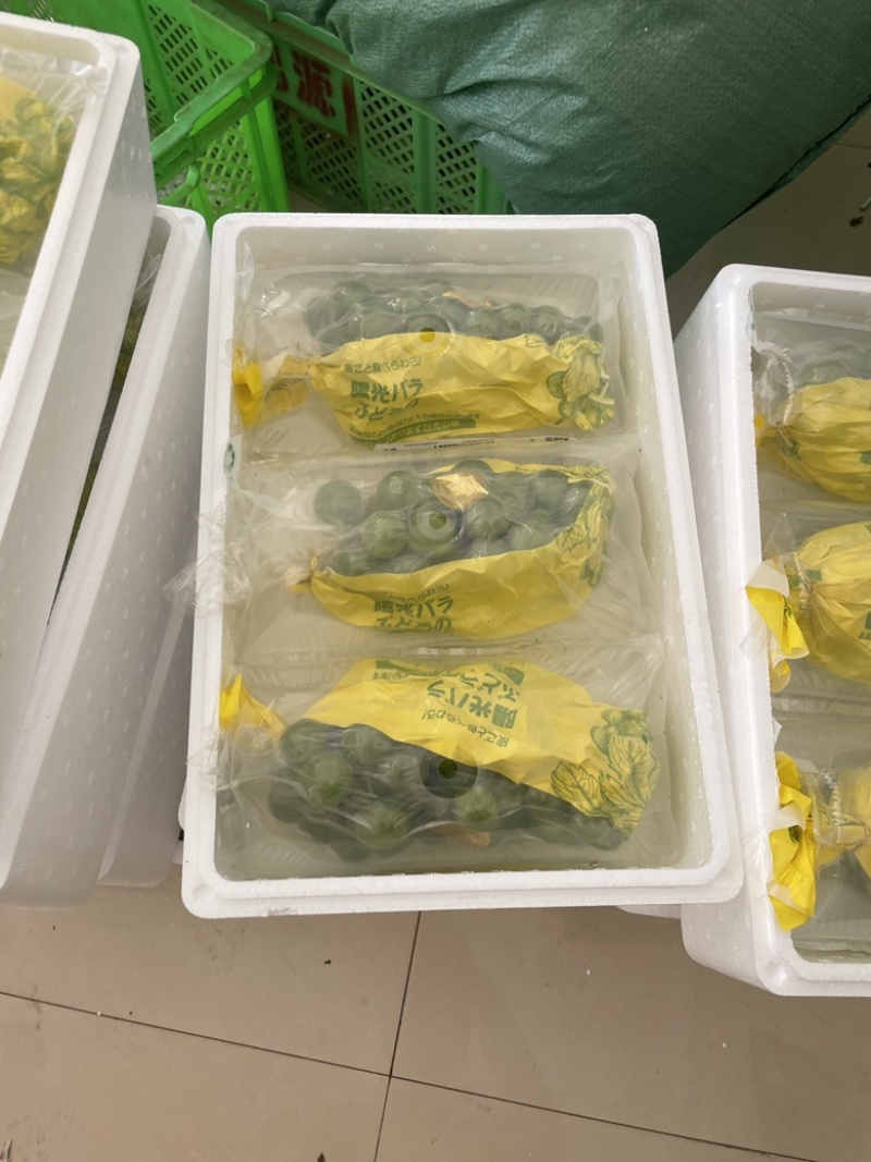 云南产地现采阳光玫瑰大棚种植支持市场支持电商