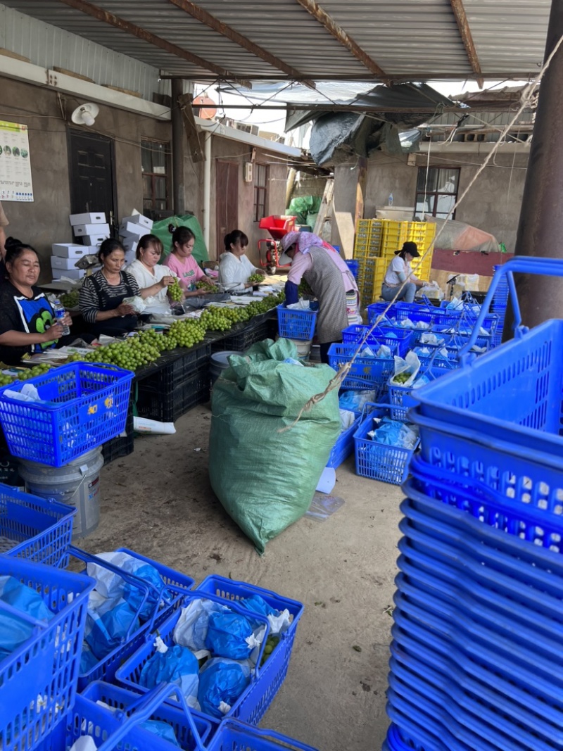 云南产地现采阳光玫瑰大棚种植支持市场支持电商