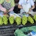 云南产地现采阳光玫瑰大棚种植支持市场支持电商