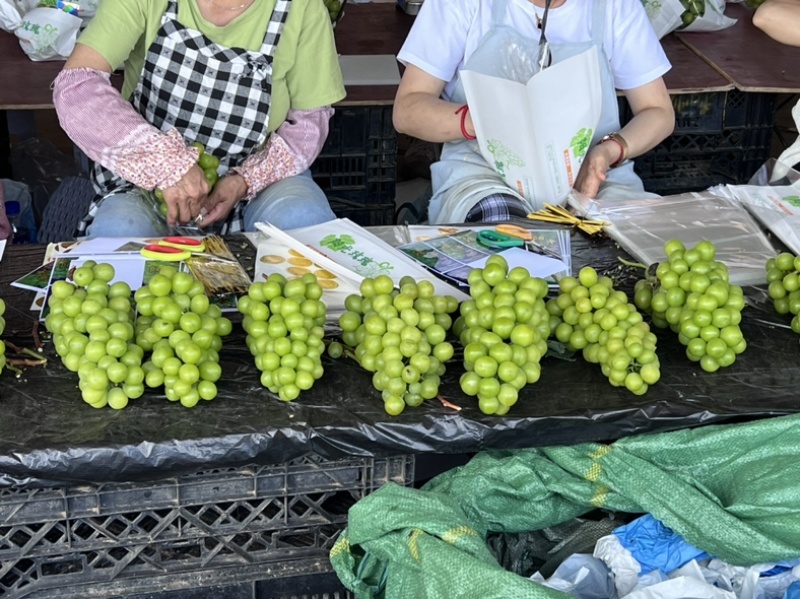 云南产地现采阳光玫瑰大棚种植支持市场支持电商