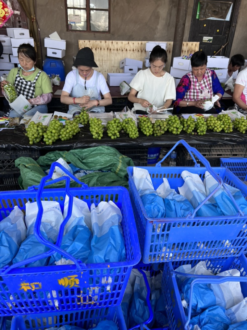 云南产地现采阳光玫瑰大棚种植支持市场支持电商