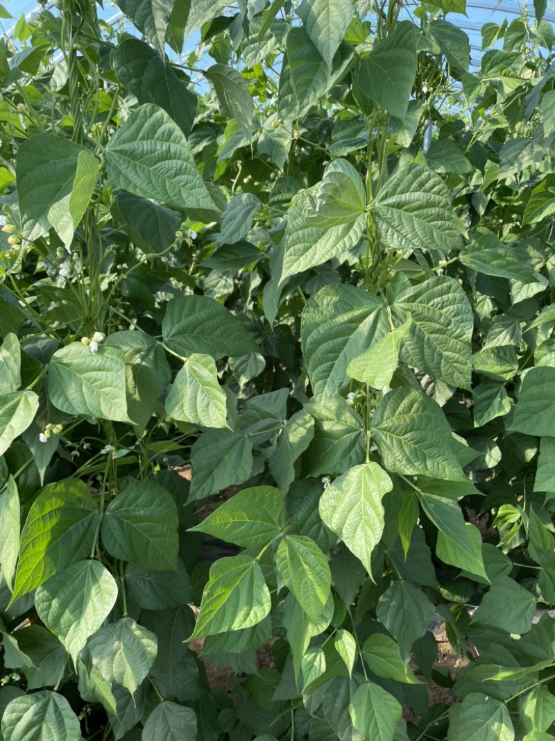 豆角尖椒菜花甘蓝，各种蔬菜陆续上市