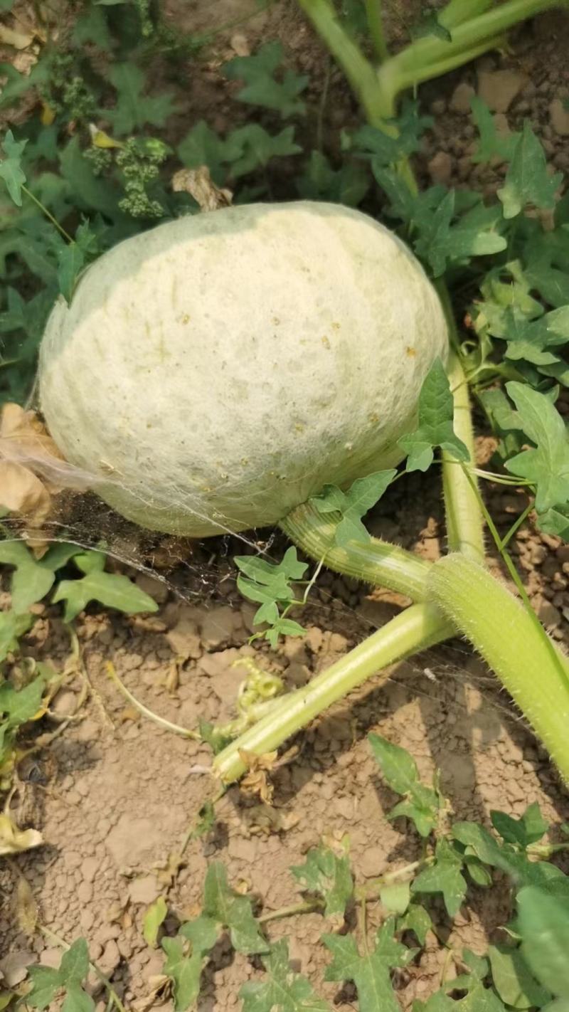 银板栗南瓜产地直发