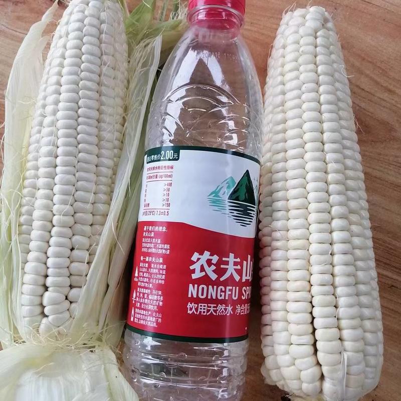 渠县甜糯188玉米基地，种植有高品质的糯甜玉米，欢迎下单