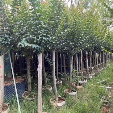 小叶紫薇大量袋苗3-8分欢迎来电咨询