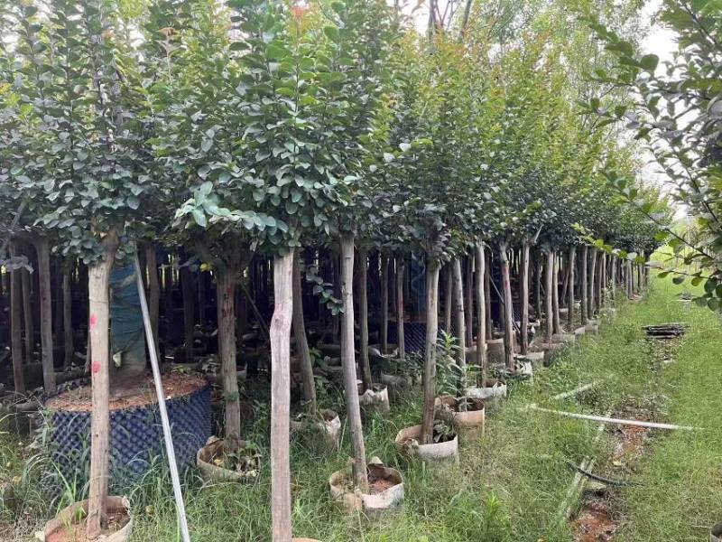 小叶紫薇大量袋苗3-8分欢迎来电咨询