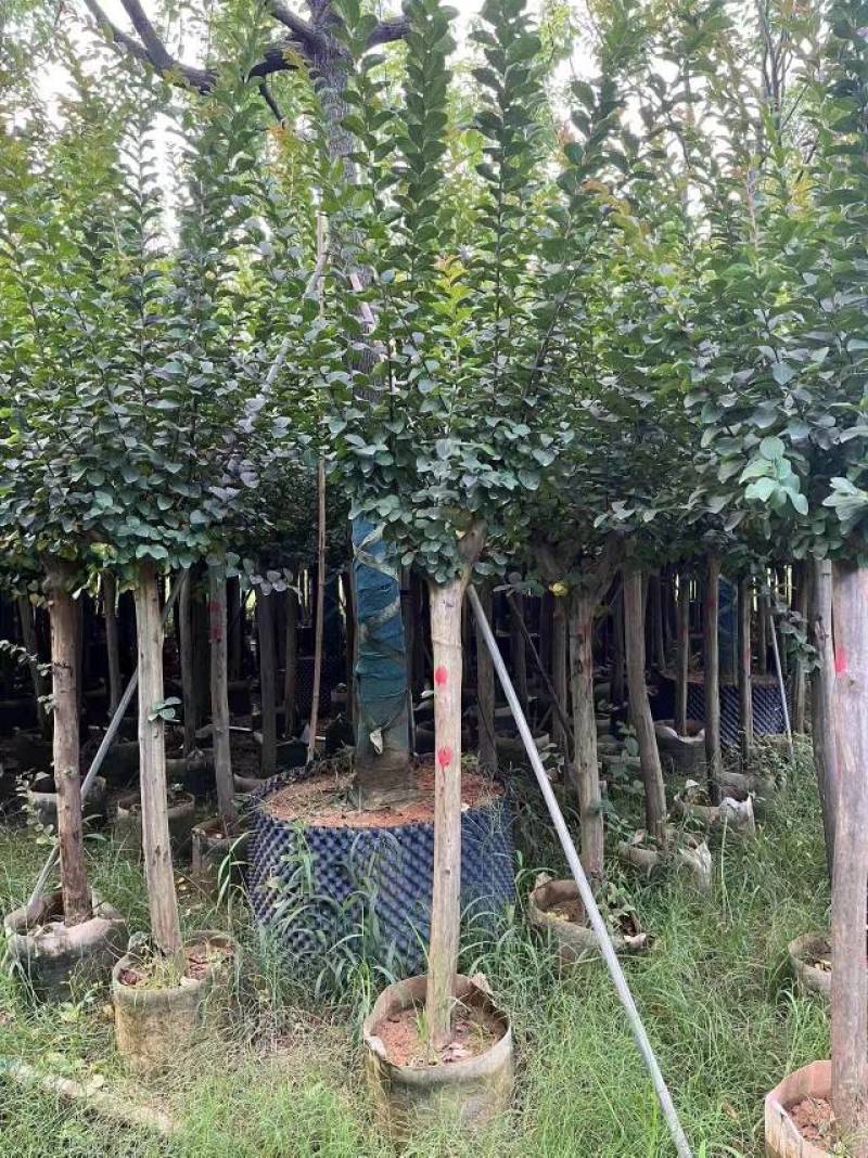 小叶紫薇大量袋苗3-8分欢迎来电咨询