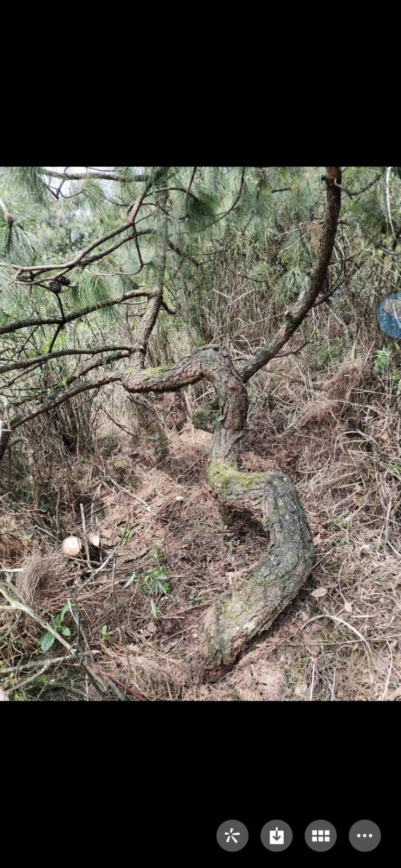 《黑松》造型独特
