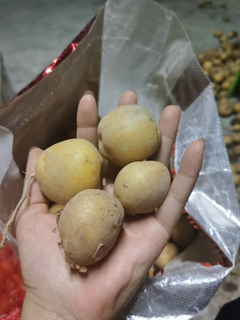 四川新鲜黄心土豆V7希森沃土马铃薯大小规格齐全客商来询