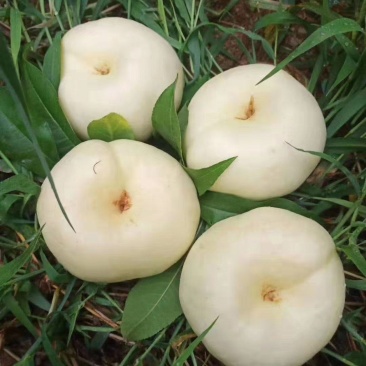 奶油蟠桃