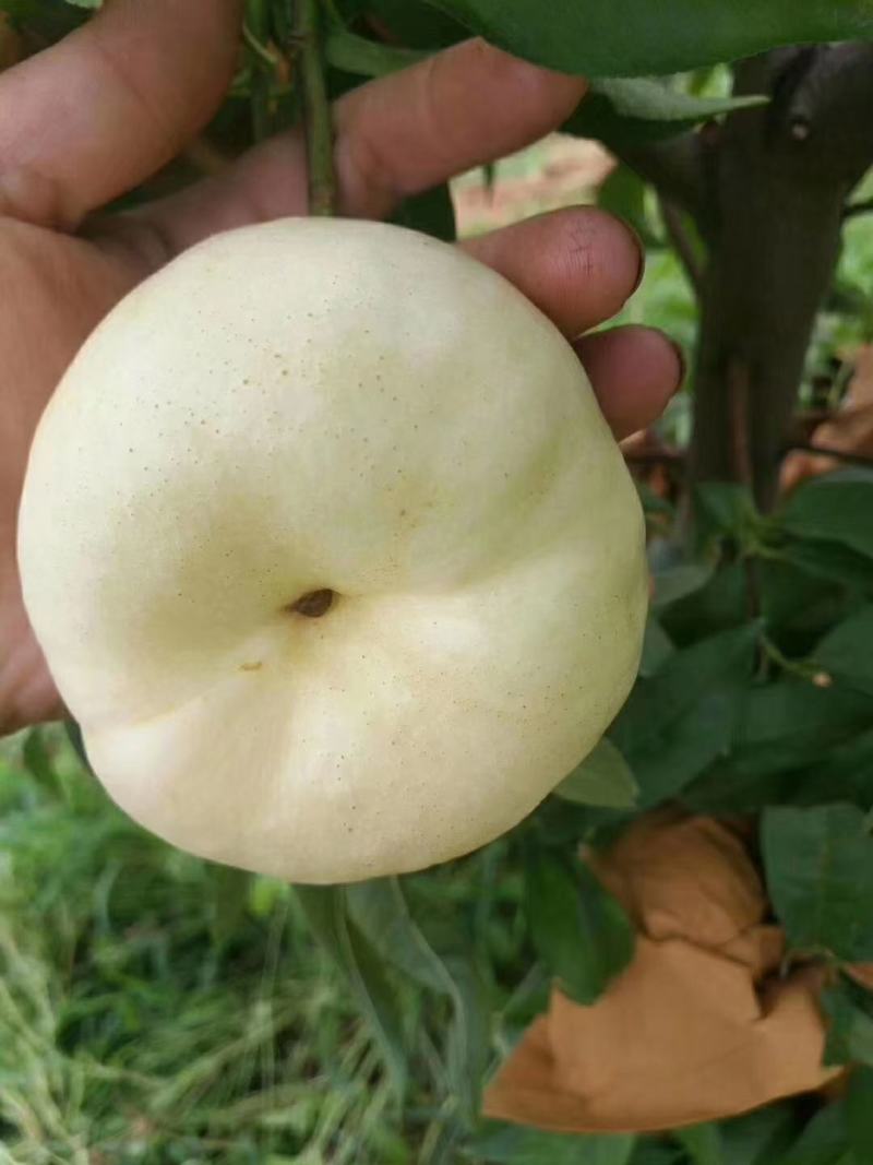 奶油蟠桃