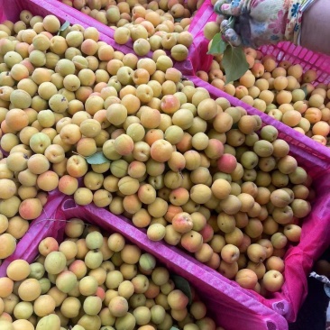 茉莉香杏，个头均匀，皮毛亮，适合超市