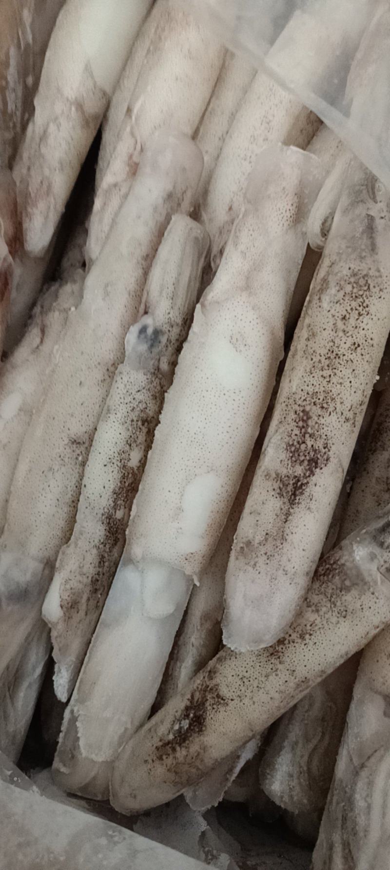 江苏连云港加州笔管鱼货源充足肉质鲜美，欢迎致电