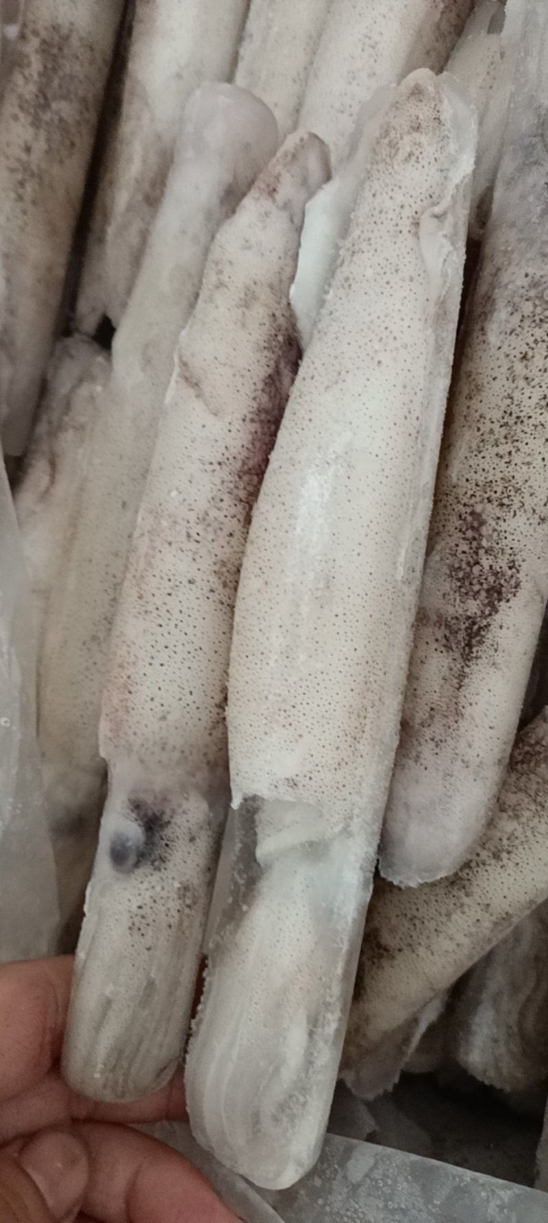 江苏连云港加州笔管鱼货源充足肉质鲜美，欢迎致电