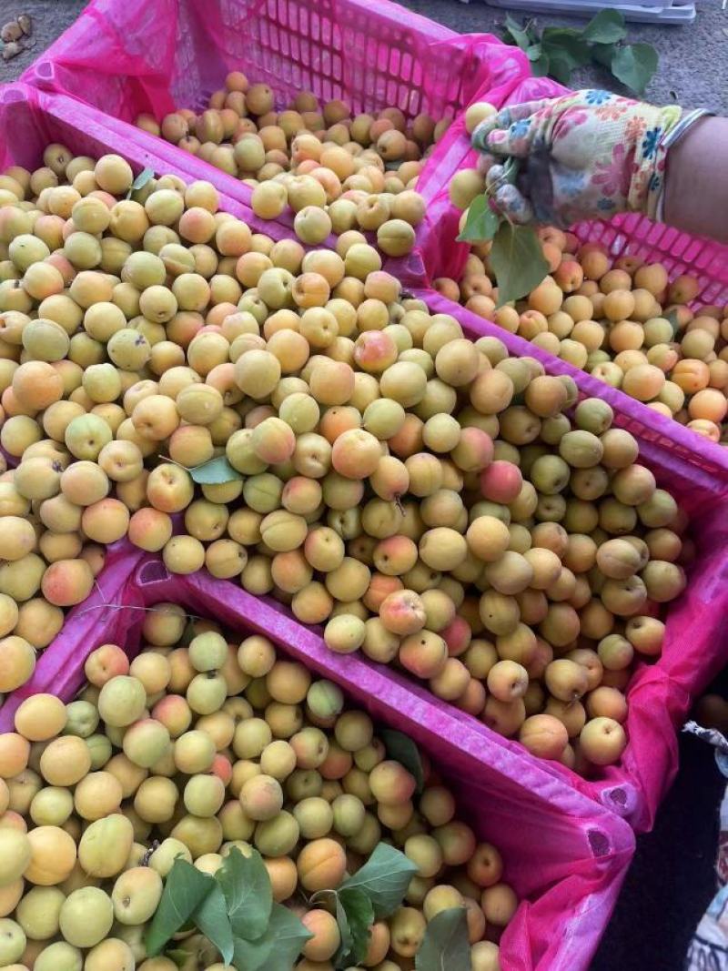 茉莉香杏，个头均匀，皮毛亮，适合超市